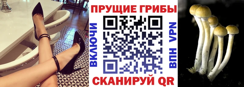 Купить  Ленинградская  Псилоцибиновые грибы GOLDEN TEACHER 